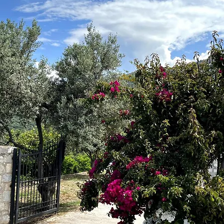 Windflower Livadi Affittacamere Dhernikaíika